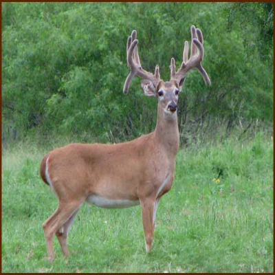 whitetail deer 5